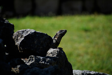 Iguana asomandose en Chichen Itzá