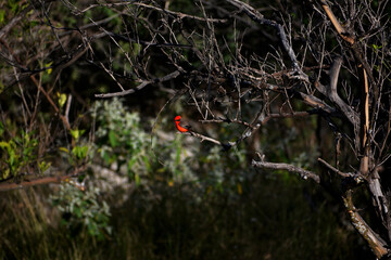 pajaro rojo descansando en rama de arbol seco