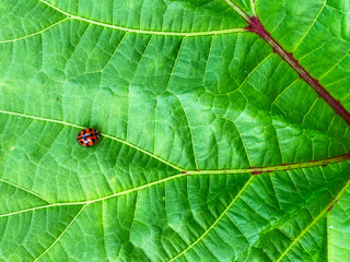 Visually stunning three banded lady bug also known as coccinella trifasciata.