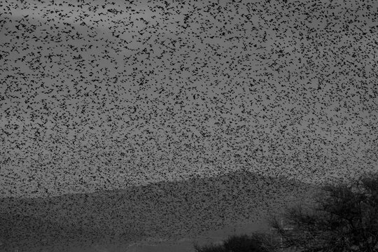 parvada de pajaros en carretera
