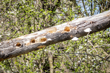 Holes in a fallen tree