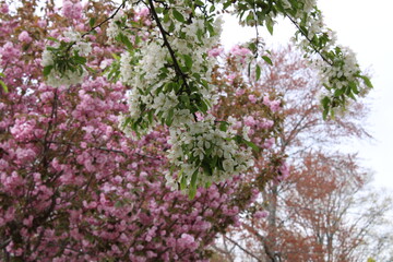 Fototapeta premium Flores arboles y madera