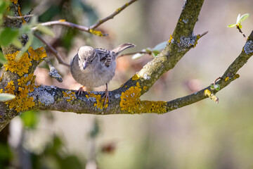 House Sparrow (Passer domesticus) on a tree