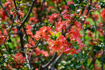 Chaenomeles japonica - Pink flowers of an ornamental shrub on the branches.