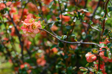Chaenomeles japonica - Pink flowers of an ornamental shrub on the branches.