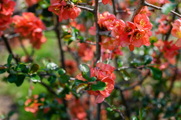Chaenomeles japonica - Pink flowers of an ornamental shrub on the branches.