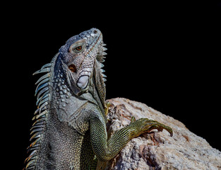 iguana on a rock