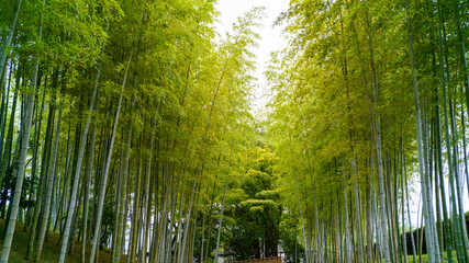 公園の竹林