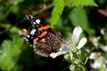 Obraz na płótnie Canvas A Red Admiral Butterfly nectaring on a Bramble flower.
