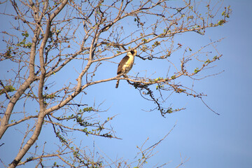 Halcón en el campo 