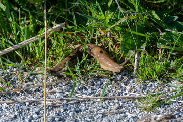Pacific banana slug crawling on the ground.   Vancouver BC Canada
