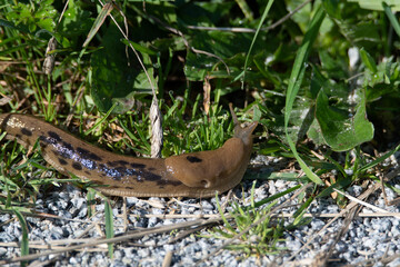 Pacific banana slug crawling on the ground.   Vancouver BC Canada
