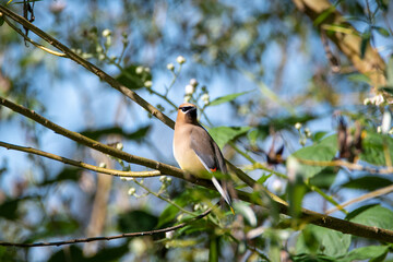 Cedar Waxwing perching on the branch.    Vancouver BC Canada
