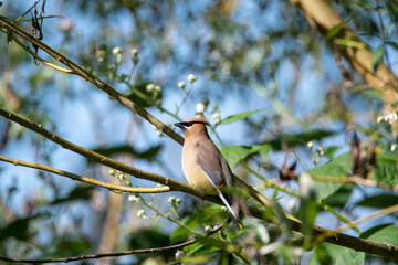 Cedar Waxwing perching on the branch.    Vancouver BC Canada
