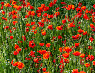 Field of Poppies