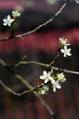 Tiny white plum blossoms on a twig.