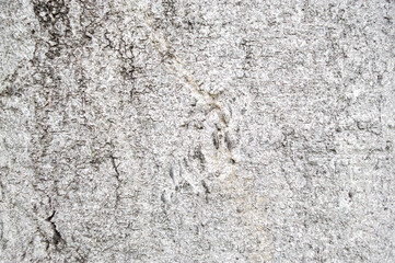 Tree trunk background With strange patterns