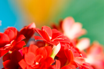 Kalanchoe indoor plant with red flowers on a blurred background. Kalanchoe Blossfeldiana. Close up