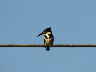 great spotted woodpecker