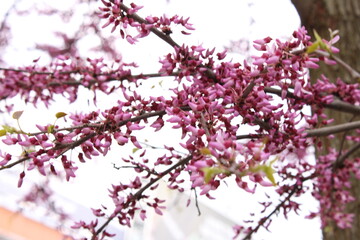 Plantas en la ciudad