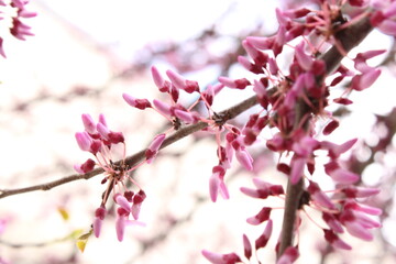 Plantas en la ciudad
