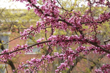 Plantas en la ciudad