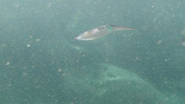 squid underwater close up cuttlefish big eye Loligo vulgaris underwater ocean scenery