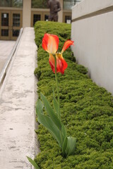 Plantas en la ciudad