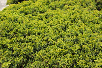 Plantas en la ciudad