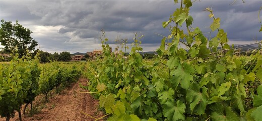 paisaje, campo, cielo, naturaleza, verde, agricultura, azul, campo, verano, campesina, chacras,...