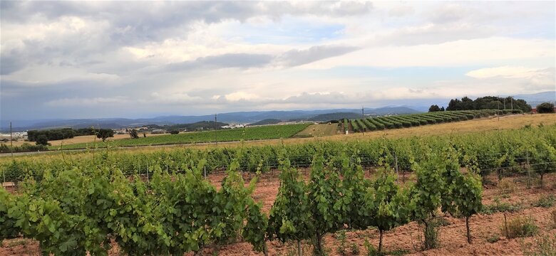 paisaje, vinzza, campa, cielo, agricultura, naturaleza, vino, verde, chacras, campesina, &aacute;rbol, nube, campo, azul, verano, uva, c&eacute;sped, campestre, cerro, f&aacute;brica, fra, nube, parra