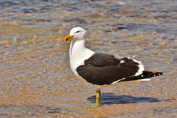 Lesser Black-Backed Gull Standing In Water (Larus fuscus), Mossel Bay, South Africa