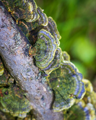 Turkey tail (Trametes versicolor) growing on a log