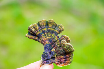 Turkey tail (Trametes versicolor) on a green background