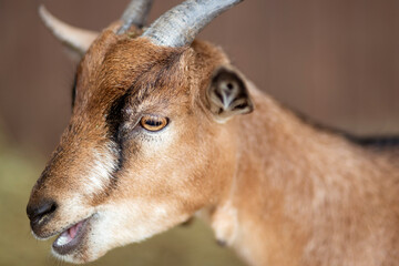 Portrait of a brown goat in the farm