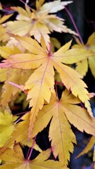 yelow maple leaves in the fall