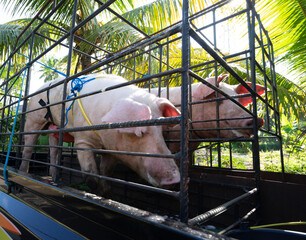 Pig. Red pig in an iron cage in a transport car, ready to be taken to the abattoir in Bali.