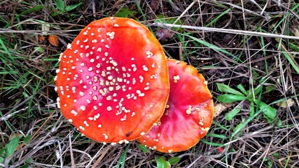 amanita muscaria fly agaric mushroom is poisonous