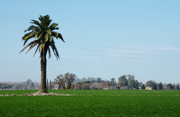 Isolated Phoenix palm tree on green meadow.