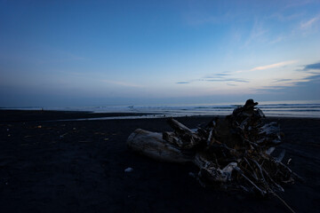 Piles of dried tree trunks and dried coconut tree midribs on the beach. Isolated natural beauty of Bali, Indonesia