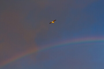 Seagull and rainbow
