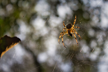 Araneus diadematus