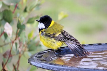 Australian Golden Whistler (Pachycephala pectoralis), male, at birdbath, South Australia