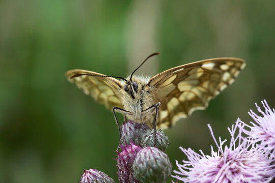 A Marbled White Butterfly nectaring on Creeping Thristle.