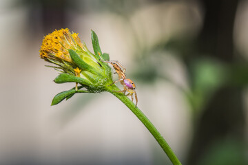 Little spider creeping up on a flower bud