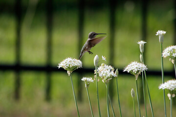 Ruby-Throated Hummingbird