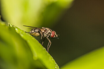 Close up image of garden fly sitting on a green leaves isolated on black background