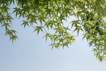 Forest and sky in Japan