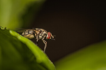 Close up image of garden fly sitting on a green leaves isolated on black background