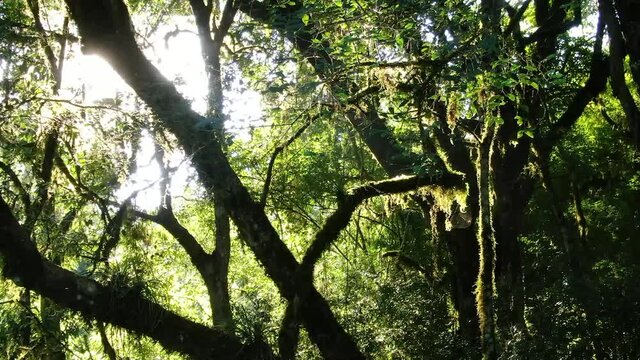Sunrise inside the tropical forest or jungle with moss and soft wind